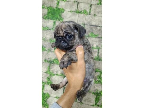 0 burun gül kuyruk pug yavrular