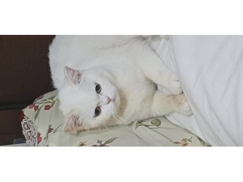 Baba adayı arıyorum british shorthair