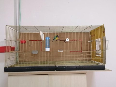 Gouldıan finch - gökkuşağı