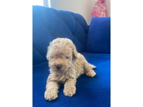 Güzel poodle yavrular yeni yuvalarını arıyor