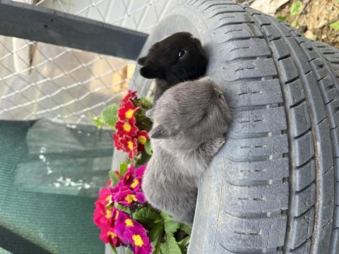 Hollanda cüce yavruları ve hollanda teddy lop tavşanları