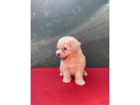 A kalite maltıpoo köpekler