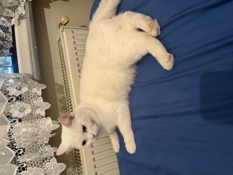 1 yaşında kedimi ücretsiz sahiplendiriyorum