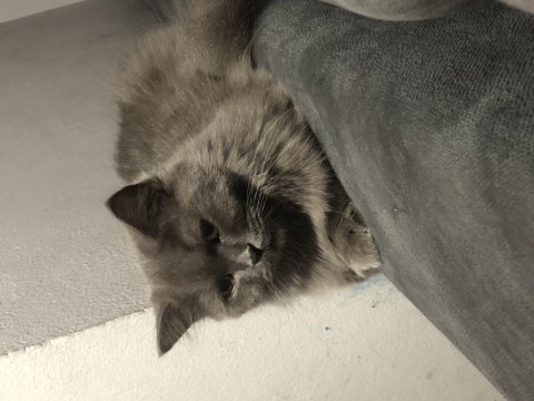 Ücretsiz safkan british longhair dişi