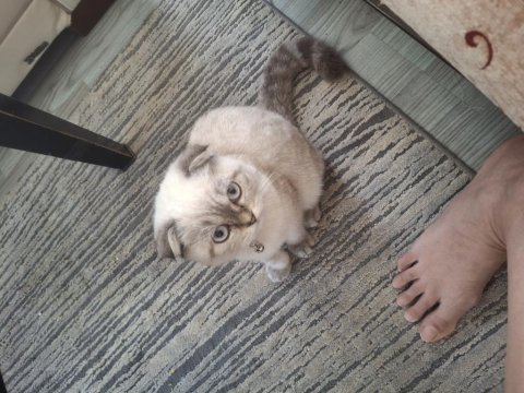 Scottish fold
