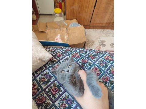 Çok özel bir cins kedimiz
