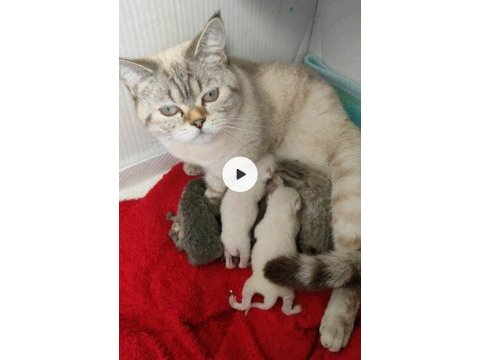 10 aylık dişi british shorthair