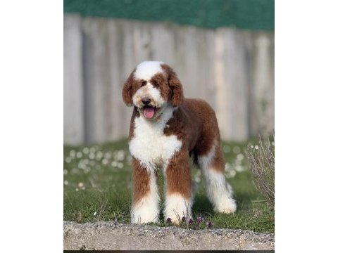 Çok özel giant poodle yavrularımız