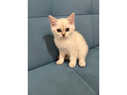 Blue point british shorthair kızımız yeni yuvasını arıyor