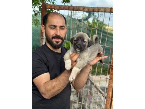 Kangal köpeğimiz panter