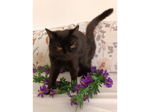 Kehribar göz siyah dişi british shorthair