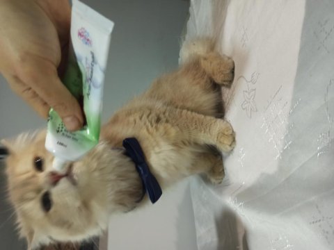 Yakışıklı british longhair