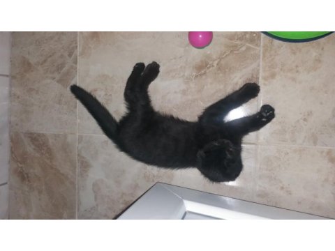 11 haftalık yavru kedimiz için güvenilir yuva aranıyor