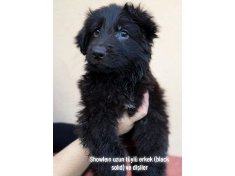 Düşük bel uzun tüylü erkek alman kurdu