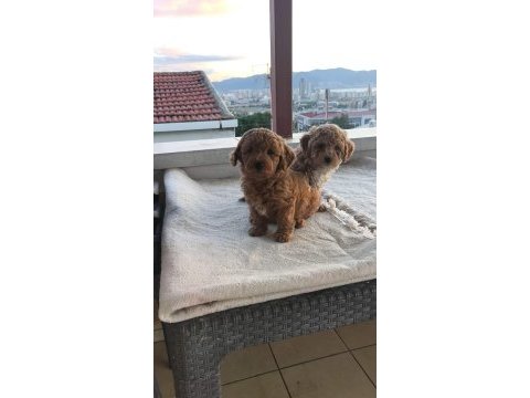 Toy poodle yavruları
