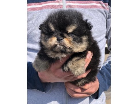 Saf kan black tan ayı surat erkek pomeranian