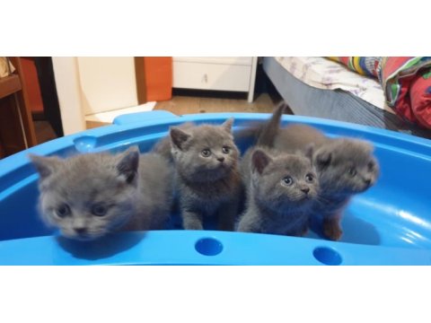 British shorthair ve scottish fold yavrular