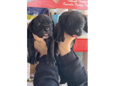 Cane corsa alan koruma köpeği yavruları efsane kan
