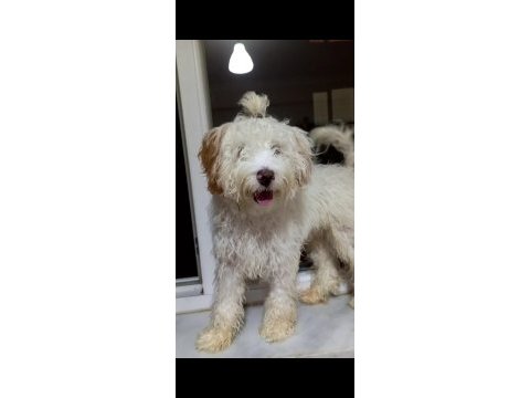 Maltipoo 9 aylık