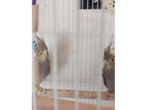 Sultan papağanları damızlık dişi 8 aylık