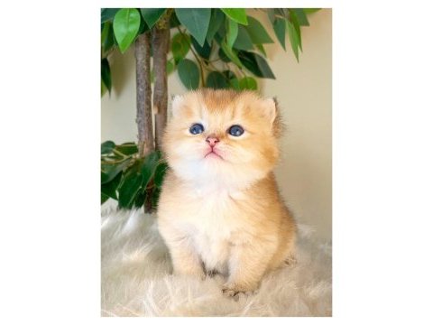 British shorthair golden yavrular