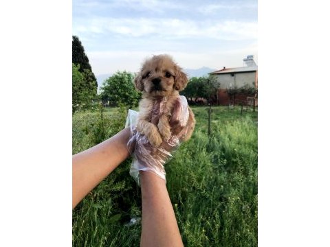 Sütlü kahve renginde muhteşem maltipoo bebekler