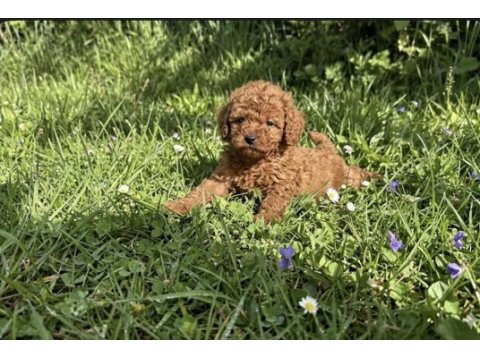 Teacup kore toy poodle bebeklerimiz