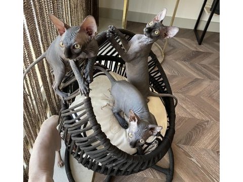 Sphynx sfenks bebekler