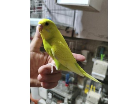 Ele alıştırmalık muhabbet kuşu