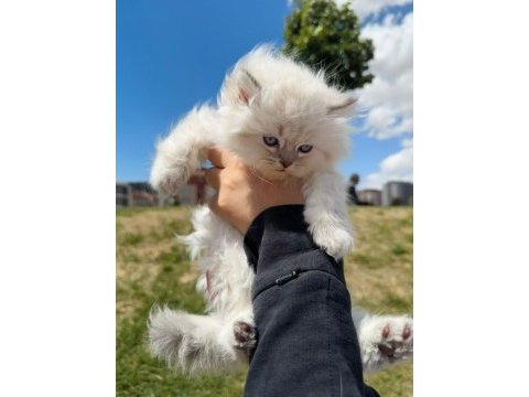 British longhair yavru kediler