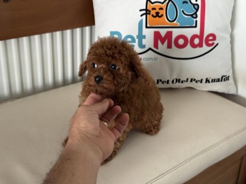 Redbrown tea cup kore poodle yavrularımız