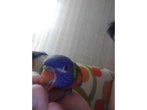 Lori papağanı 3 aylık