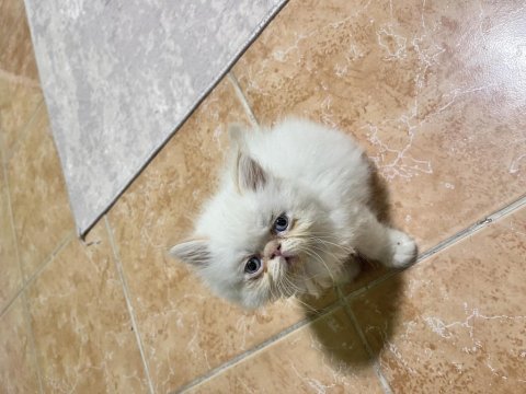 İran kedisi tüy yumaklarım