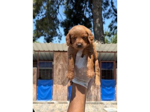Toy poodle yavrularımız çiftliğinden