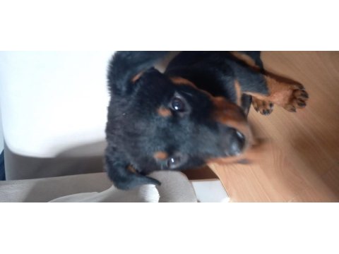 Saf kan rottweiler