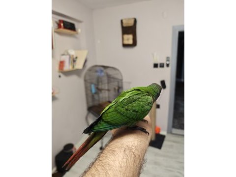 Evcil oyuncu ve ele alışık el besleme konur papağanı