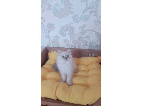 British longhair yavrularımız