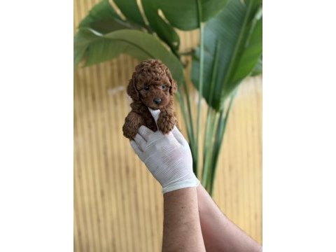 Referans yavru köpeklerimiz