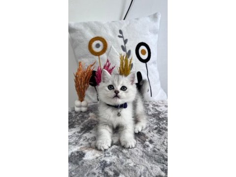 Orijinal silver ns 1133 british shorthair yavrularımız