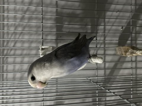 Mutasyon erkek sevda papağanı 8 aylık