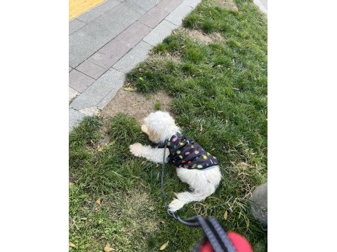 Maltipoo 1.5 yaşında