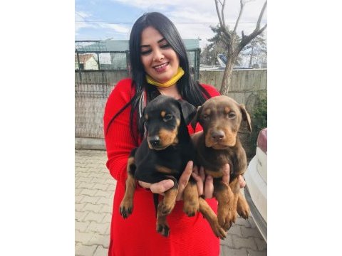 Safkan kızıl ve siyah king doberman yavrularım