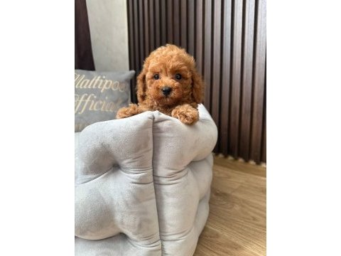 Toy poodle korean erkek 3 aylık mezitli
