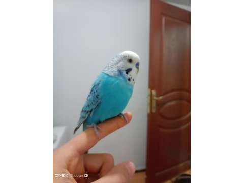 Muhabbet kuşu ele alışkın