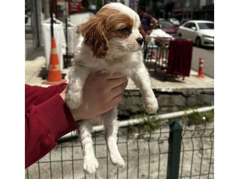 Sevimli cavalier yavrular her yere gönderilir 