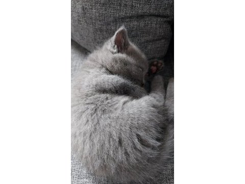 Teslime hazır british shorthair yavrumuz