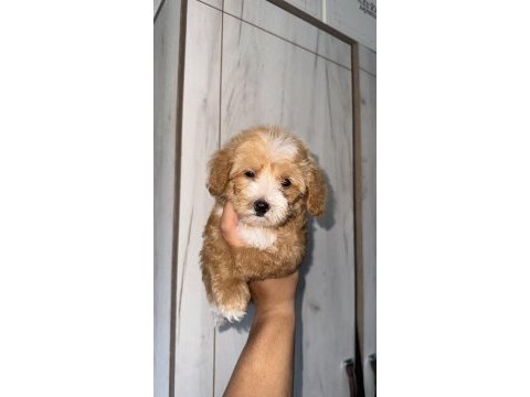 Daha iki aylık cavapo toy poodle