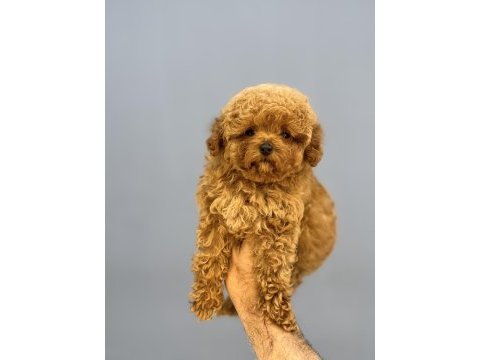 Kore bebek yüzlü mükemmel yapıda poodle oğlumuz