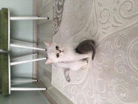 Bakımlı miss gibi aile kediler