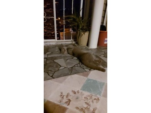 Evcil scottish fold tuvalete alışık